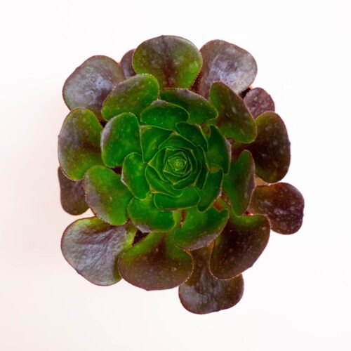 xSemponium Destiny Ø 12 cm