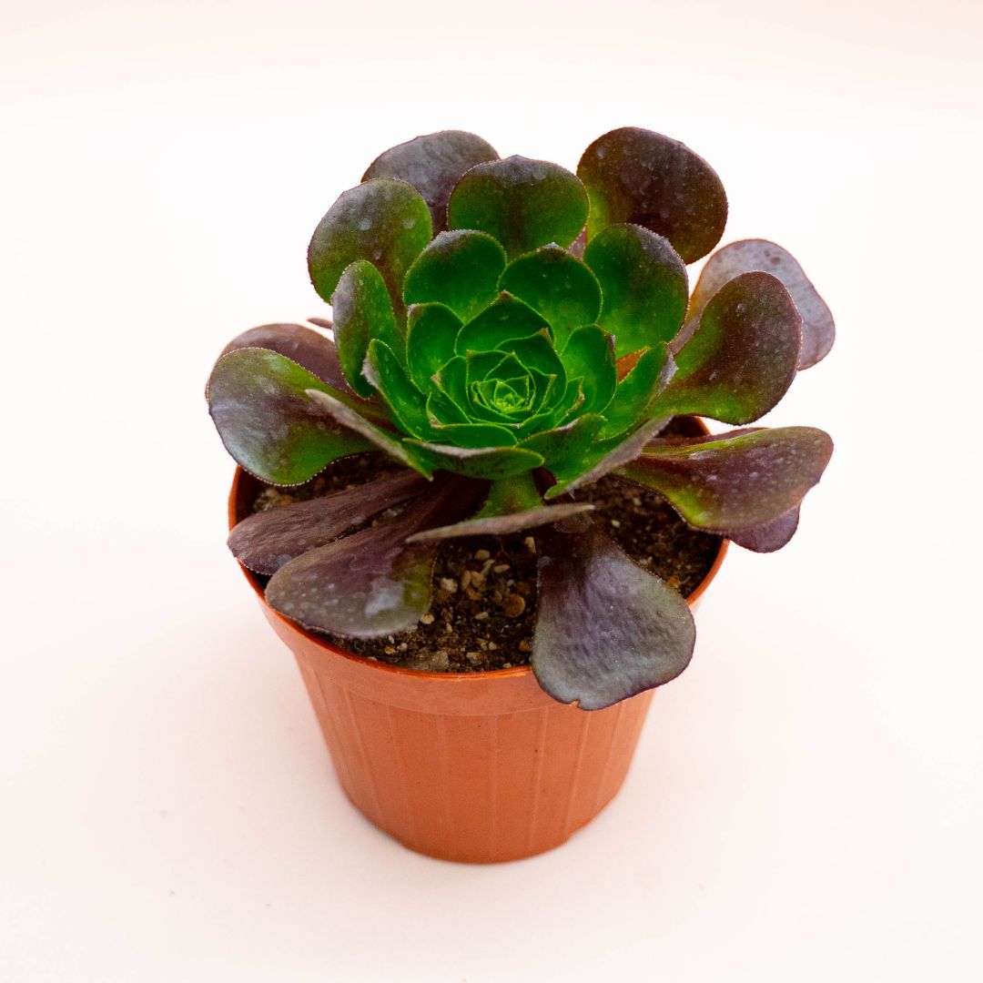 xSemponium Destiny Ø 12 cm