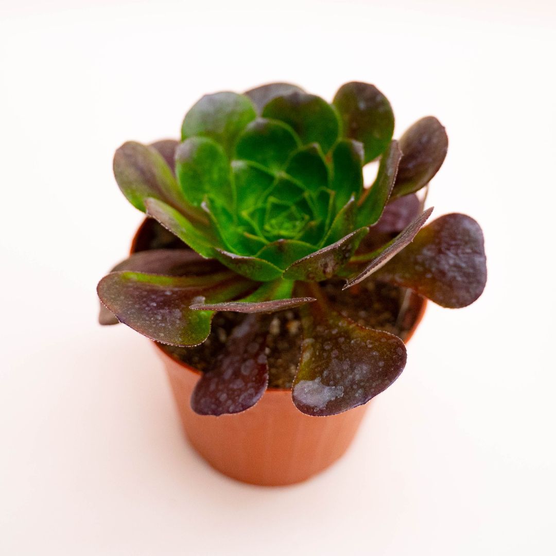 xSemponium Destiny Ø 12 cm