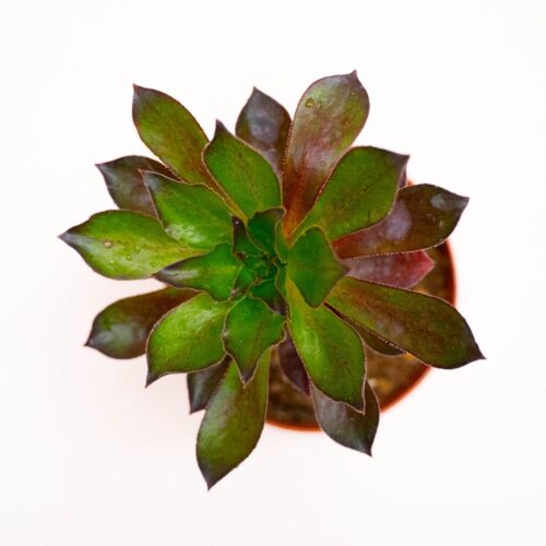 xSemponium Mrs. Frosty Ø 12 cm
