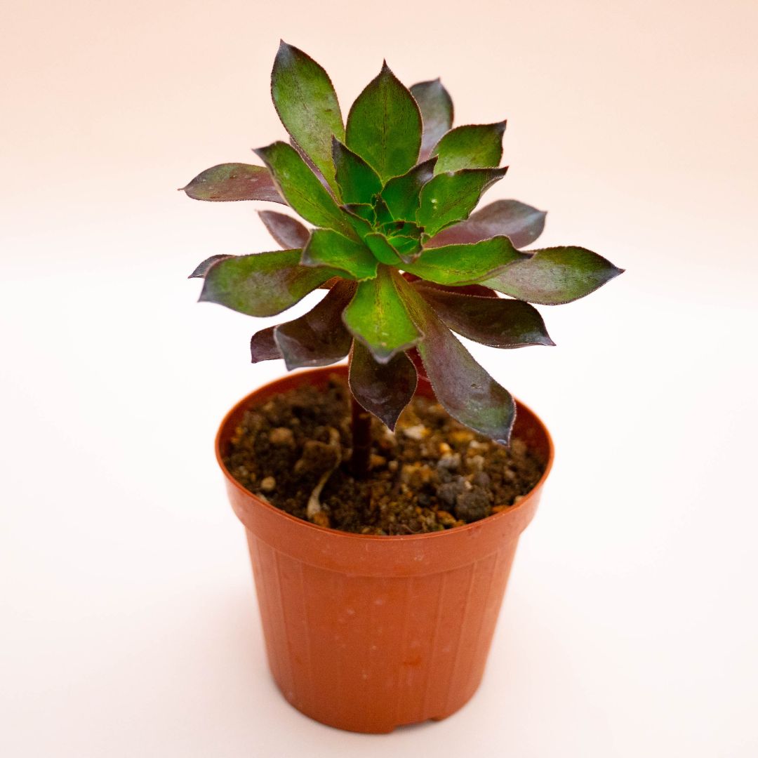 xSemponium Mrs. Frosty Ø 12 cm