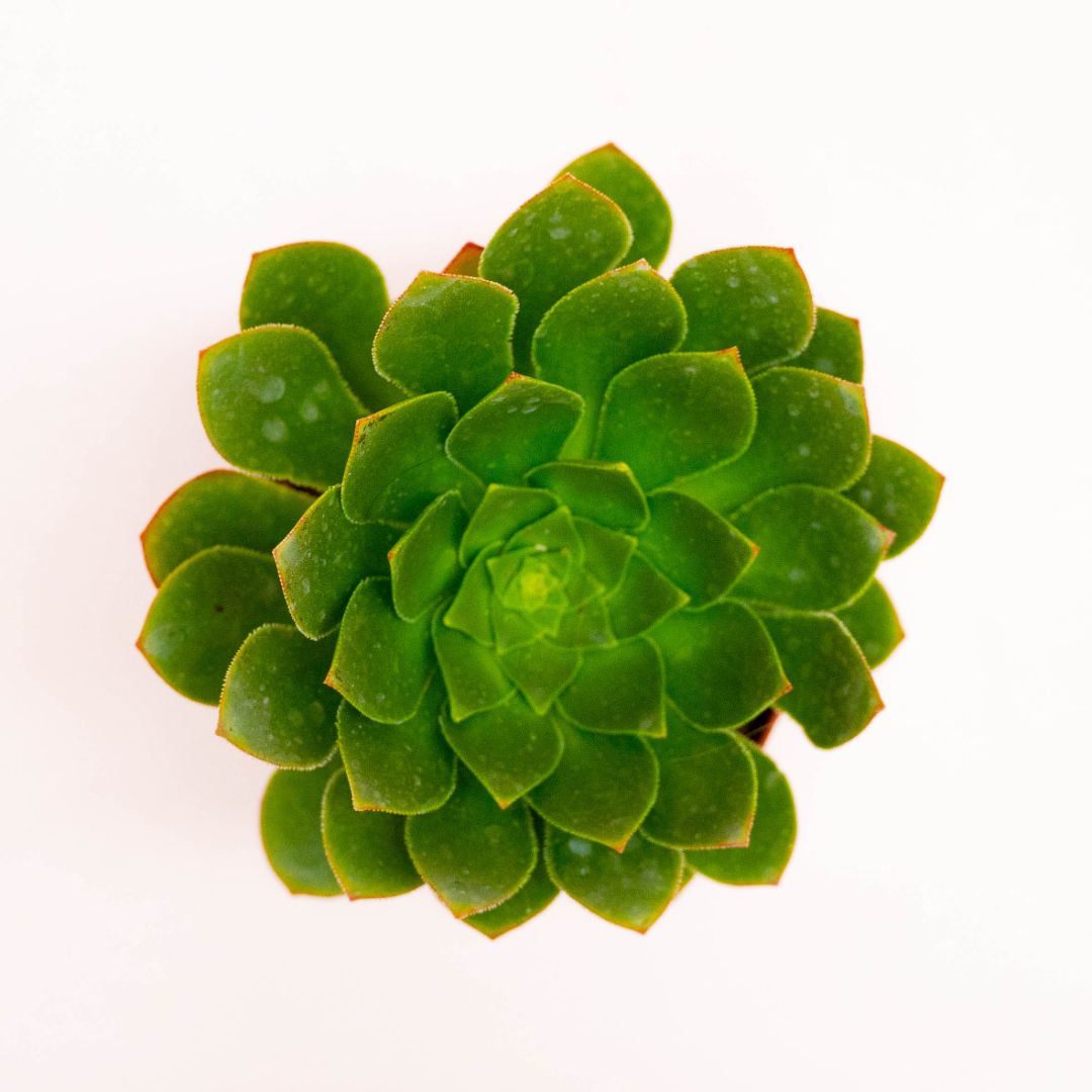 xSemponium Surreal Diamond Ø 12 cm