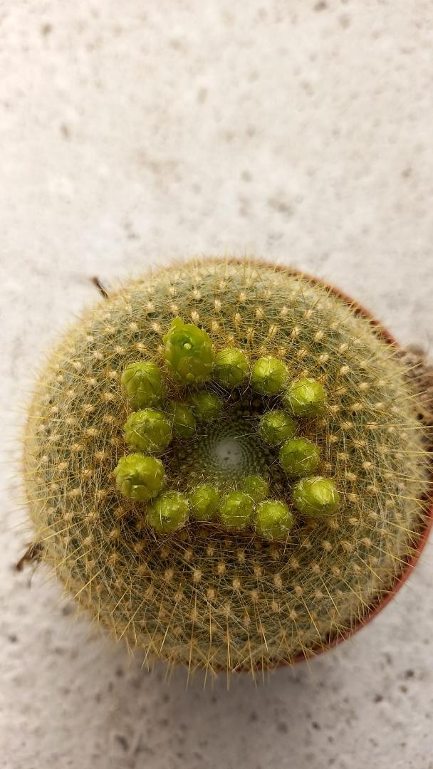 Brasilicactus graessneri