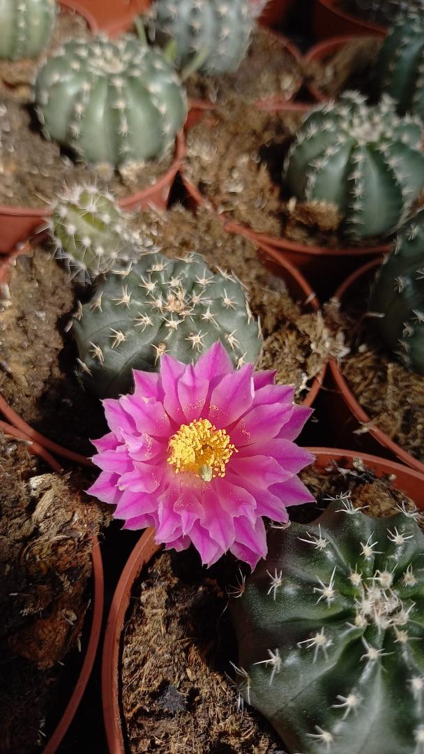 Echinocereus pulchellus