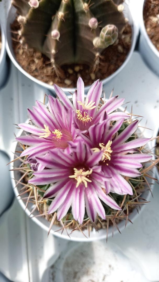 Echinofossulocactus lamellosus