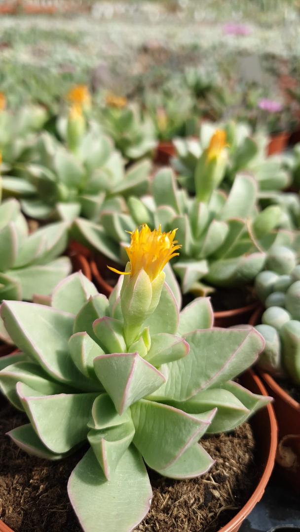 Machairophyllum brevifolium