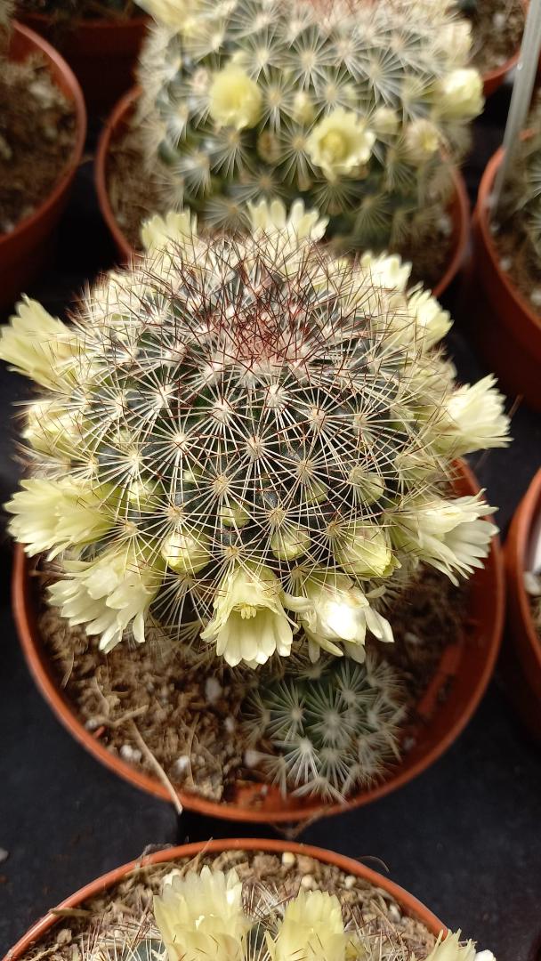 Mammillaria buxbaumeriana