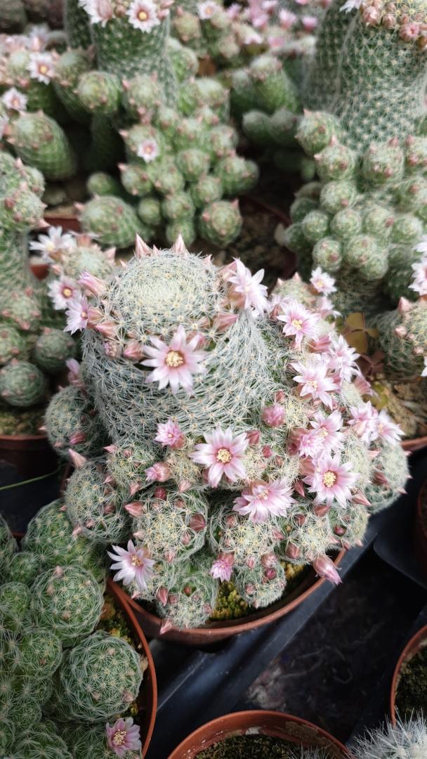 Mammillaria giselae