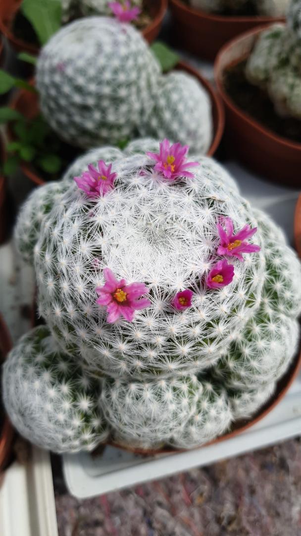 Mammillaria humboldtii