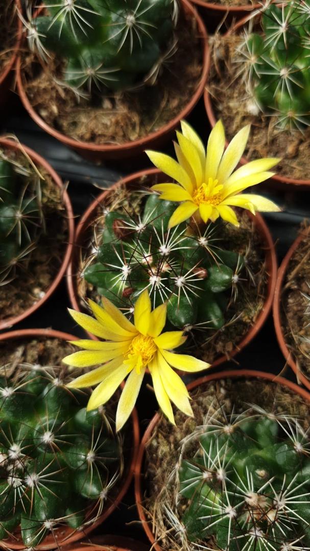Mammillaria melaleuca
