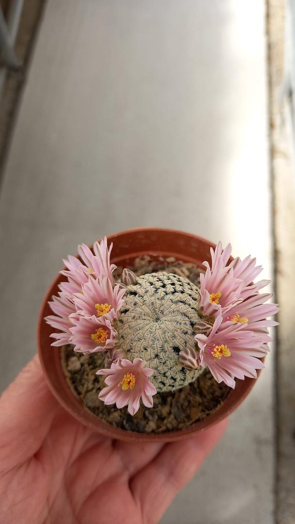 Mammillaria pectinifera PP663