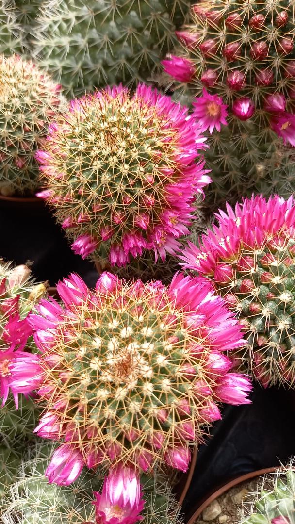 Mammillaria spinosissima