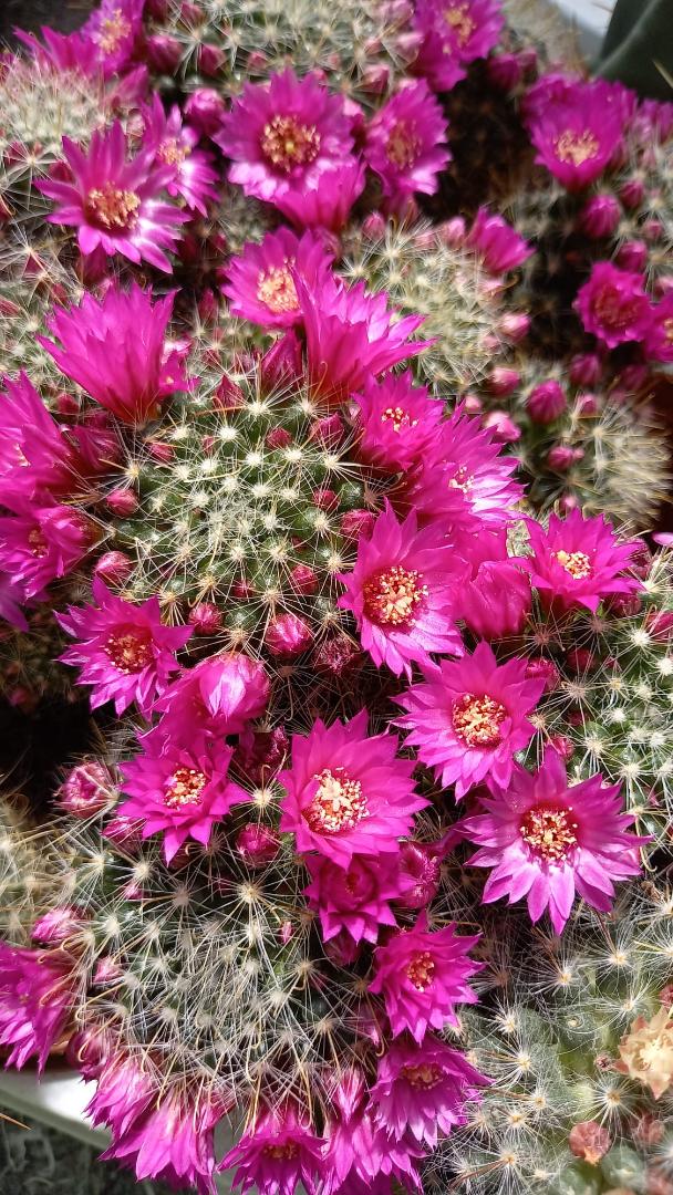 Mammillaria zelmanniana