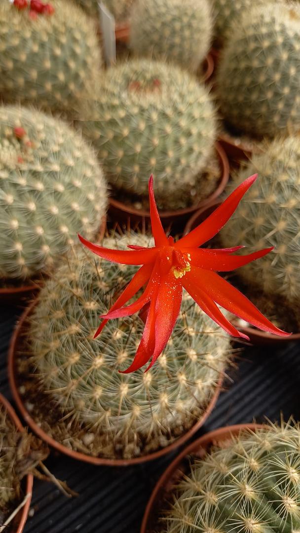 Matucana crinifera