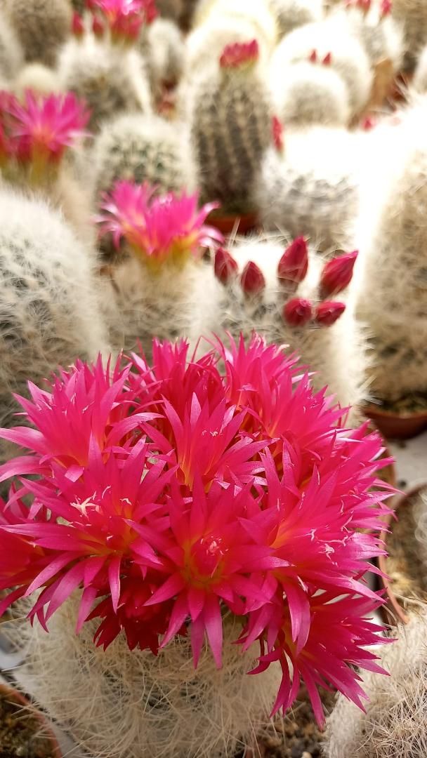 Neoporteria gerocephala