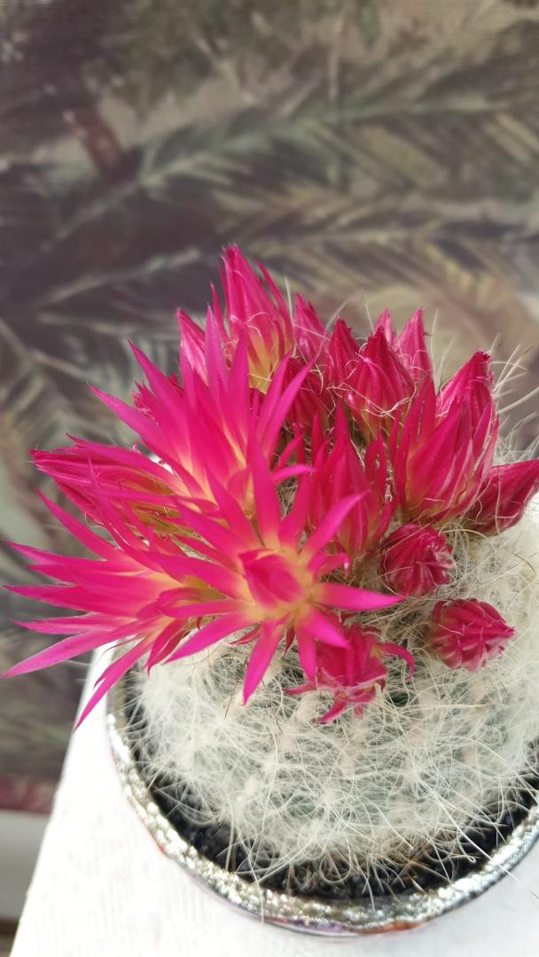 Neoporteria gerocephala