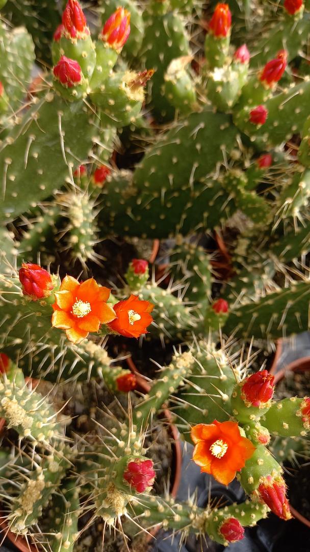 Opuntia quitensis