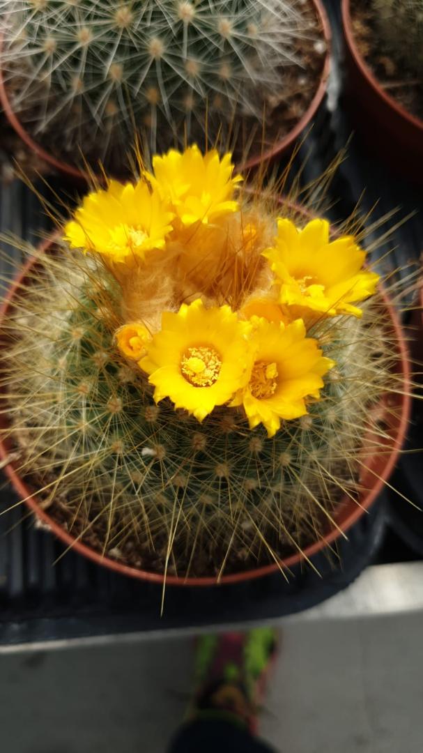 Parodia chrysacanthion