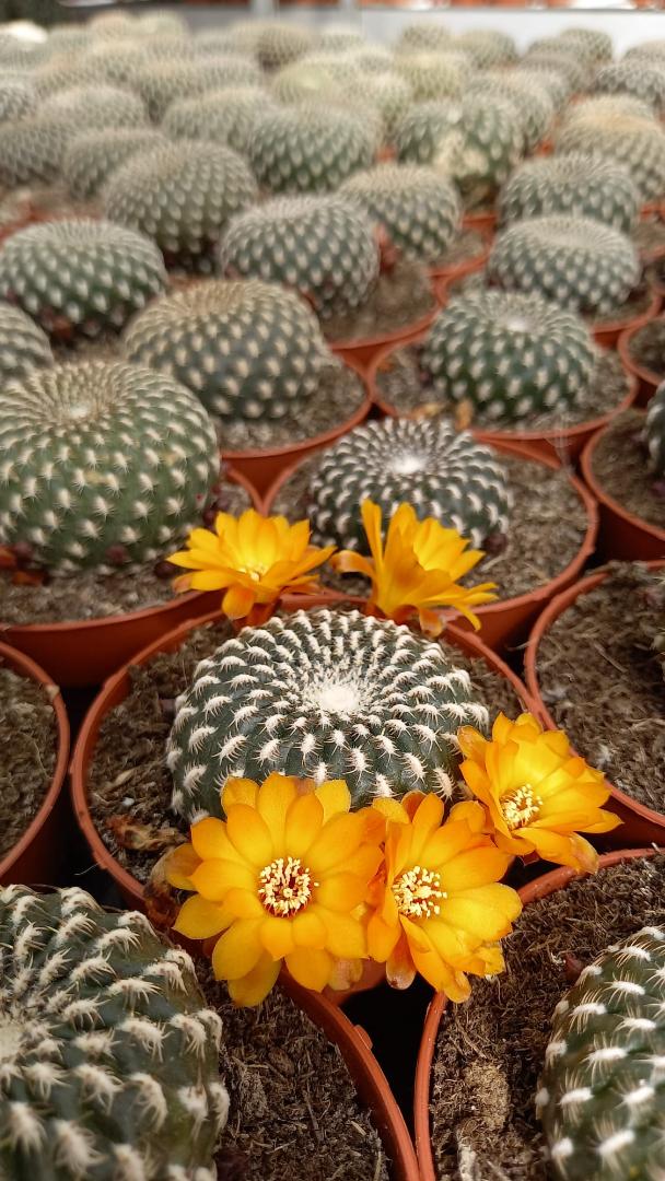 Rebutia arenacea