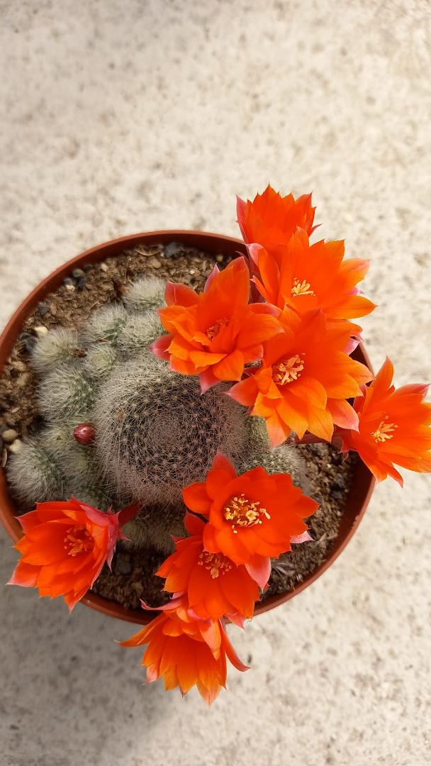 Rebutia heliosa x albiflora