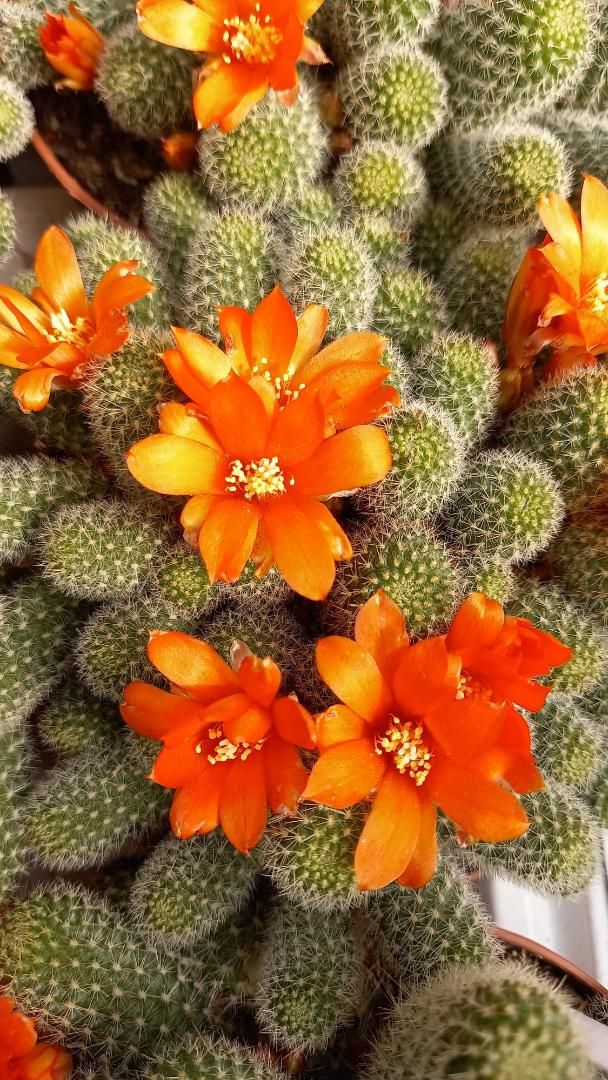 Rebutia pulchella prolifera