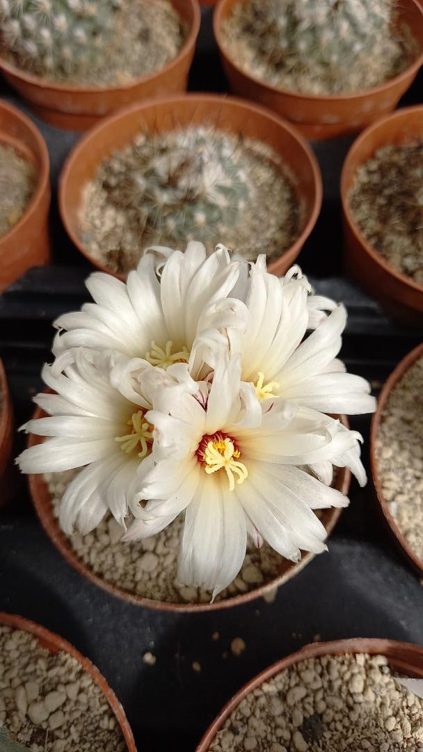 Strombocactus disciformis