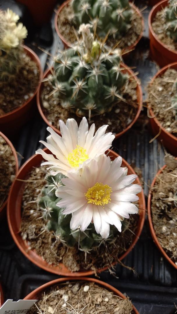 Thelocactus conothelos