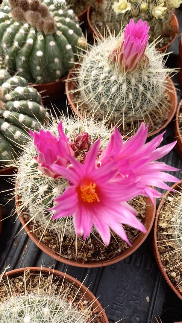 Thelocactus macdowellii