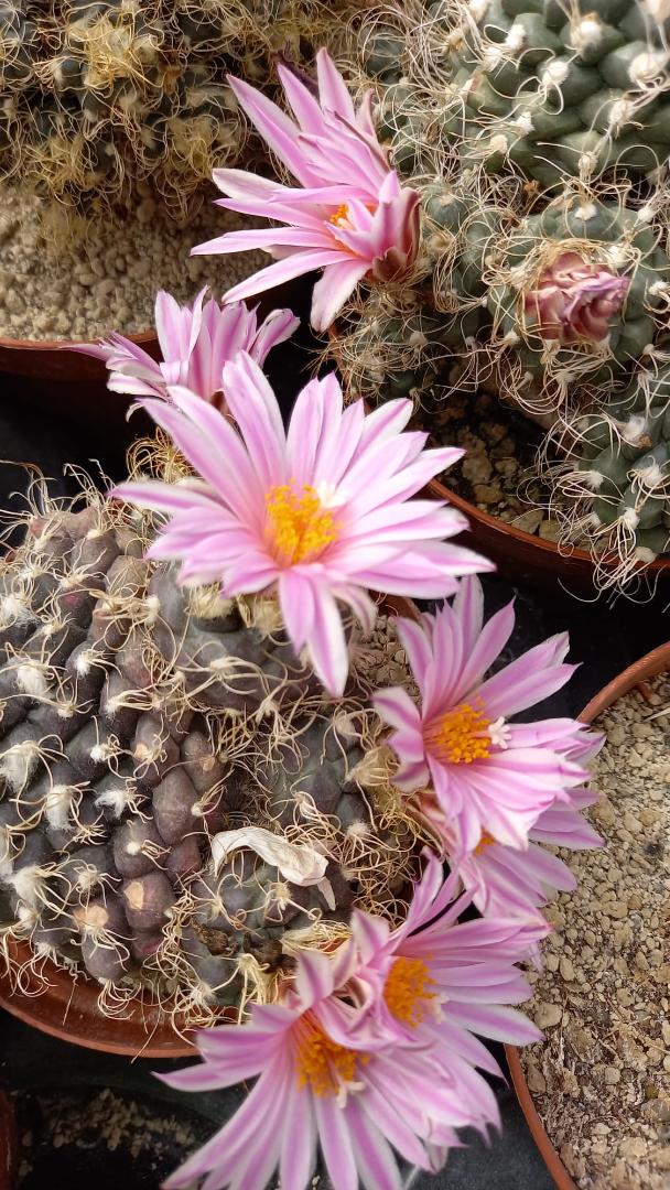 Turbinicarpus pseudomacrochele