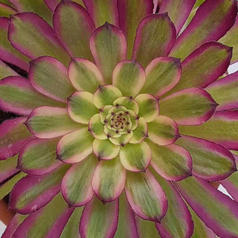 Aeonium arboreum Mardi Gras
