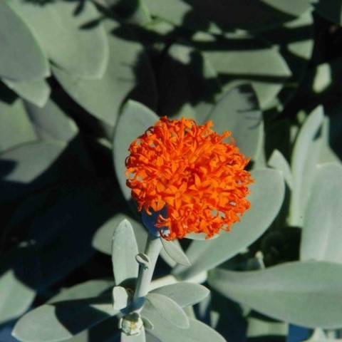 Senecio fulgens Senecio fulgens