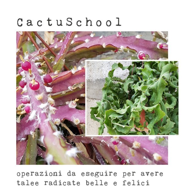 CactuSchool CactuSchool