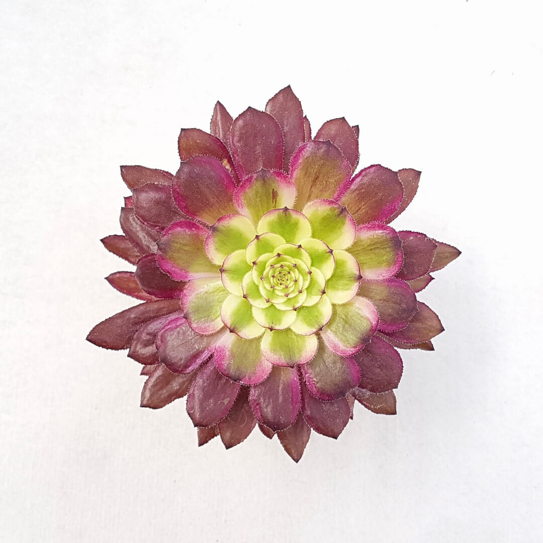 Aeonium arboreum hyb. 'Mardi Gras' vaso Ø 10,5 Aeonium arboreum hyb. 'Mardi Gras' vaso Ø 10,5