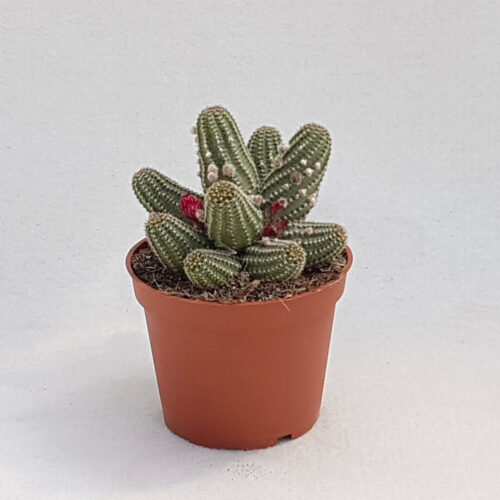 Chamaelobivia hybrid vaso Ø 13