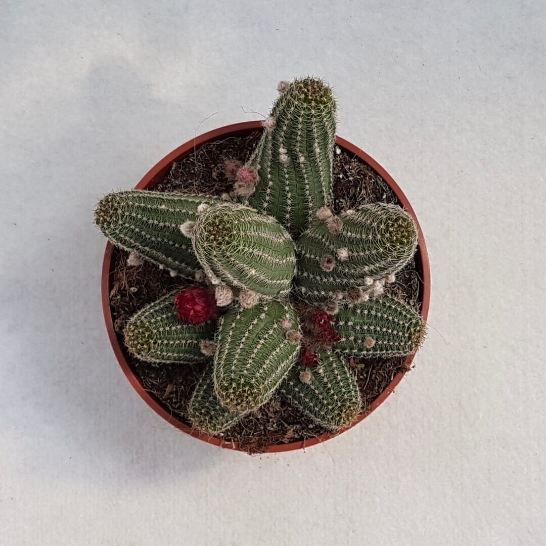 Chamaelobivia hybrid vaso Ø 13