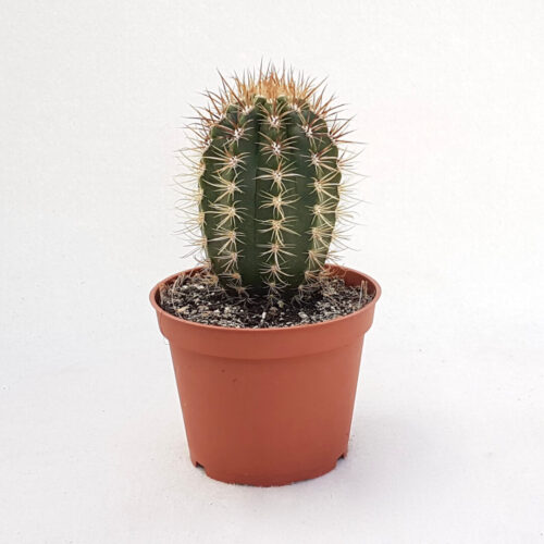 Coleocephalocereus goebelianus vaso Ø 13