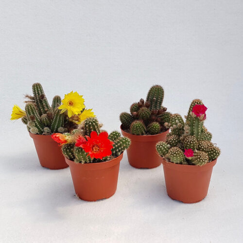 Set di 4 Chamaecereus hybrid Ø 10 cm