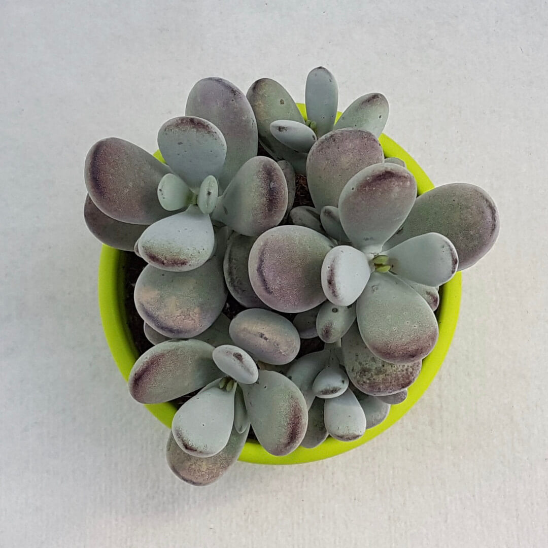 Cotyledon orbiculata vaso Ø 13