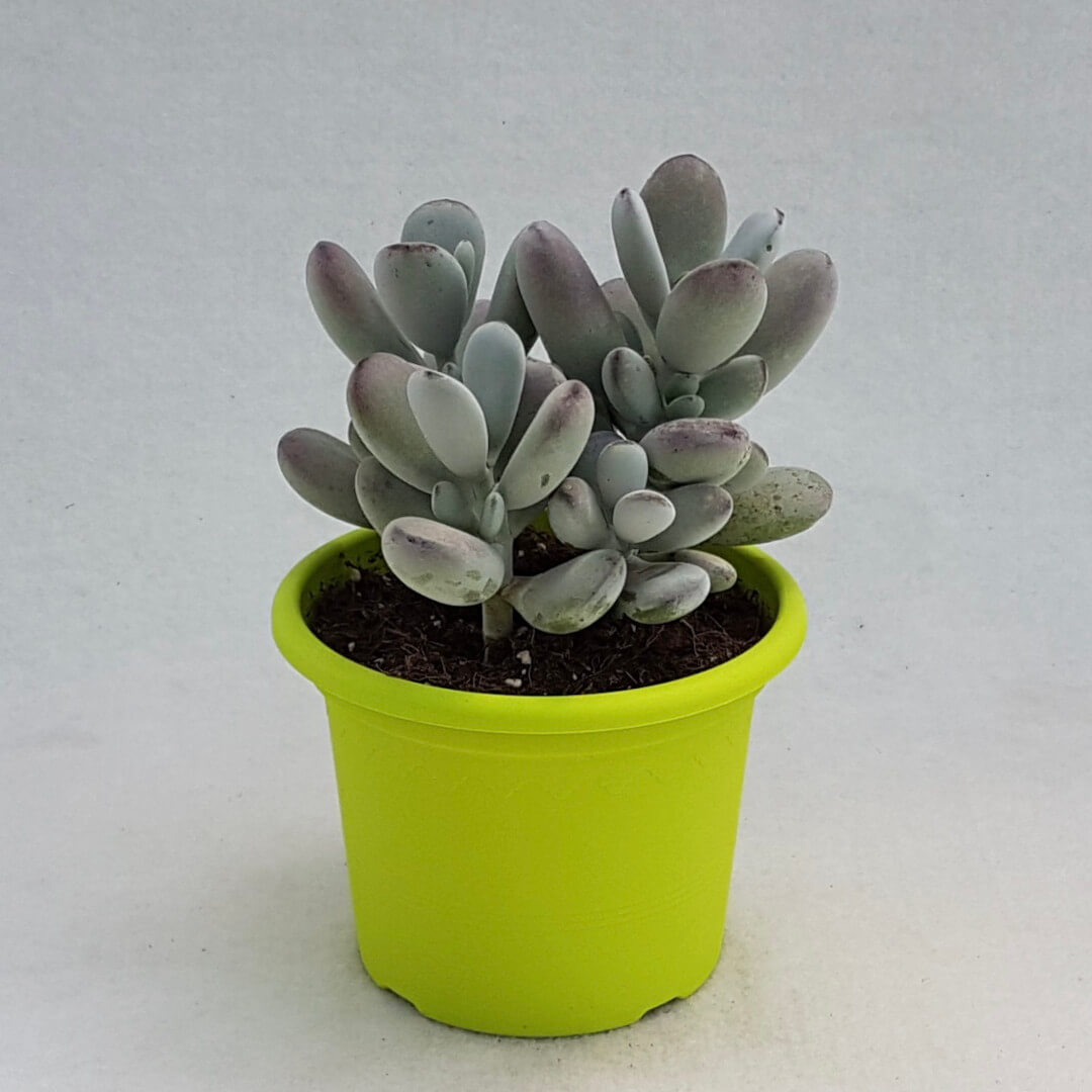 Cotyledon orbiculata vaso Ø 13