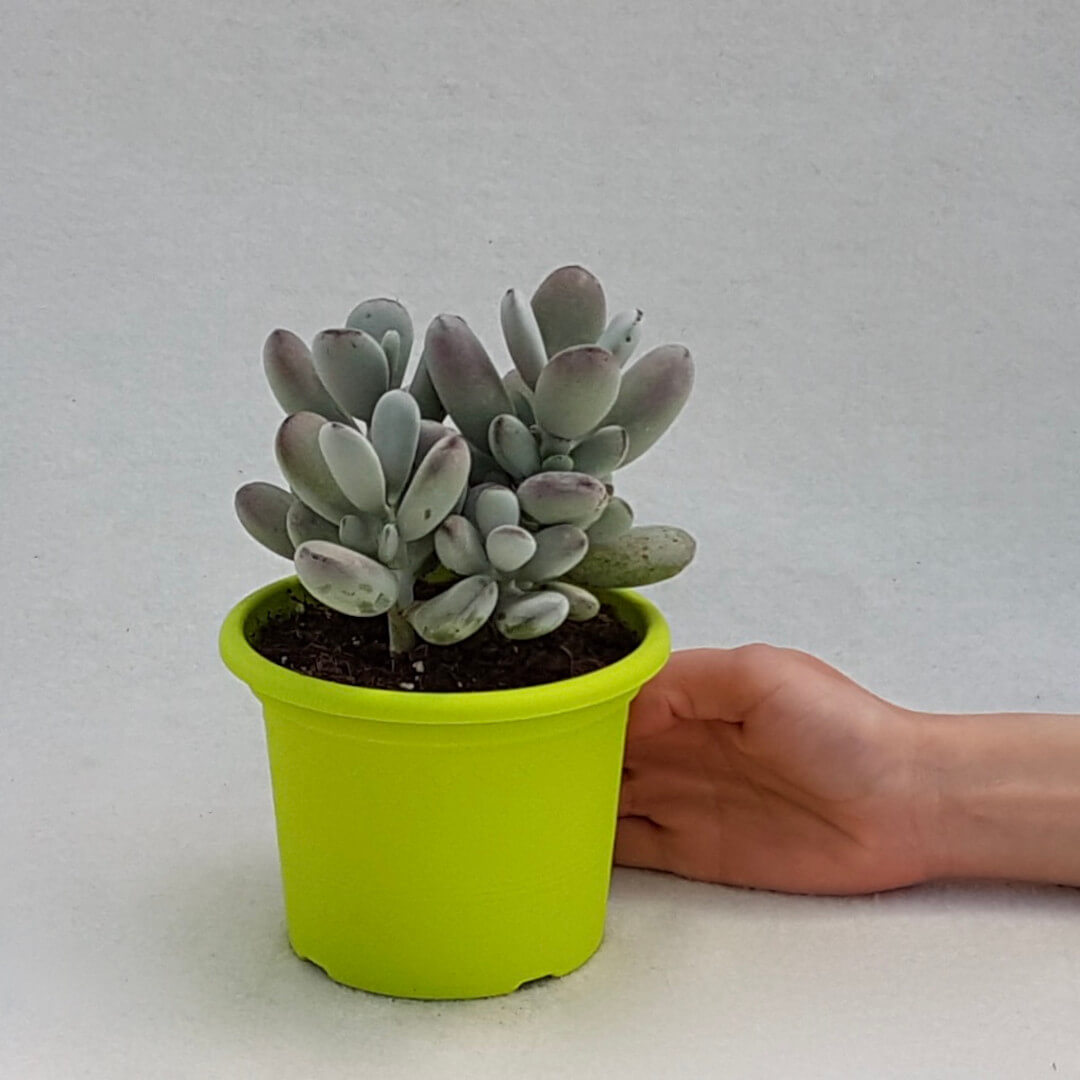 Cotyledon orbiculata vaso Ø 13