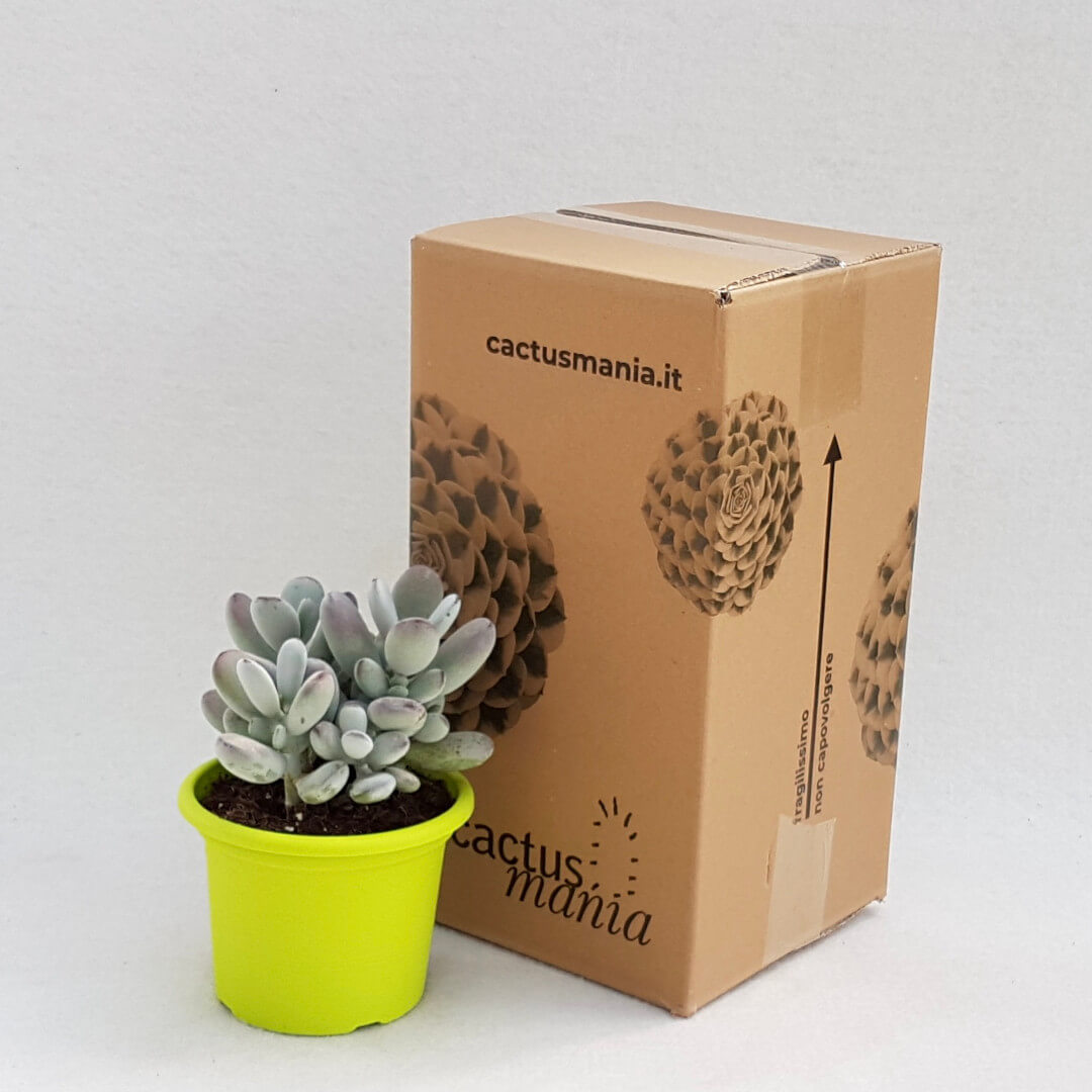 Cotyledon orbiculata vaso Ø 13