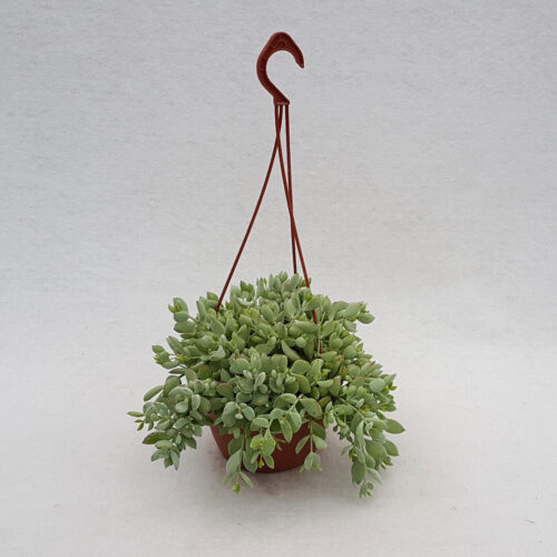 Cotyledon pendens vaso Ø 14 (Piante cadenti)