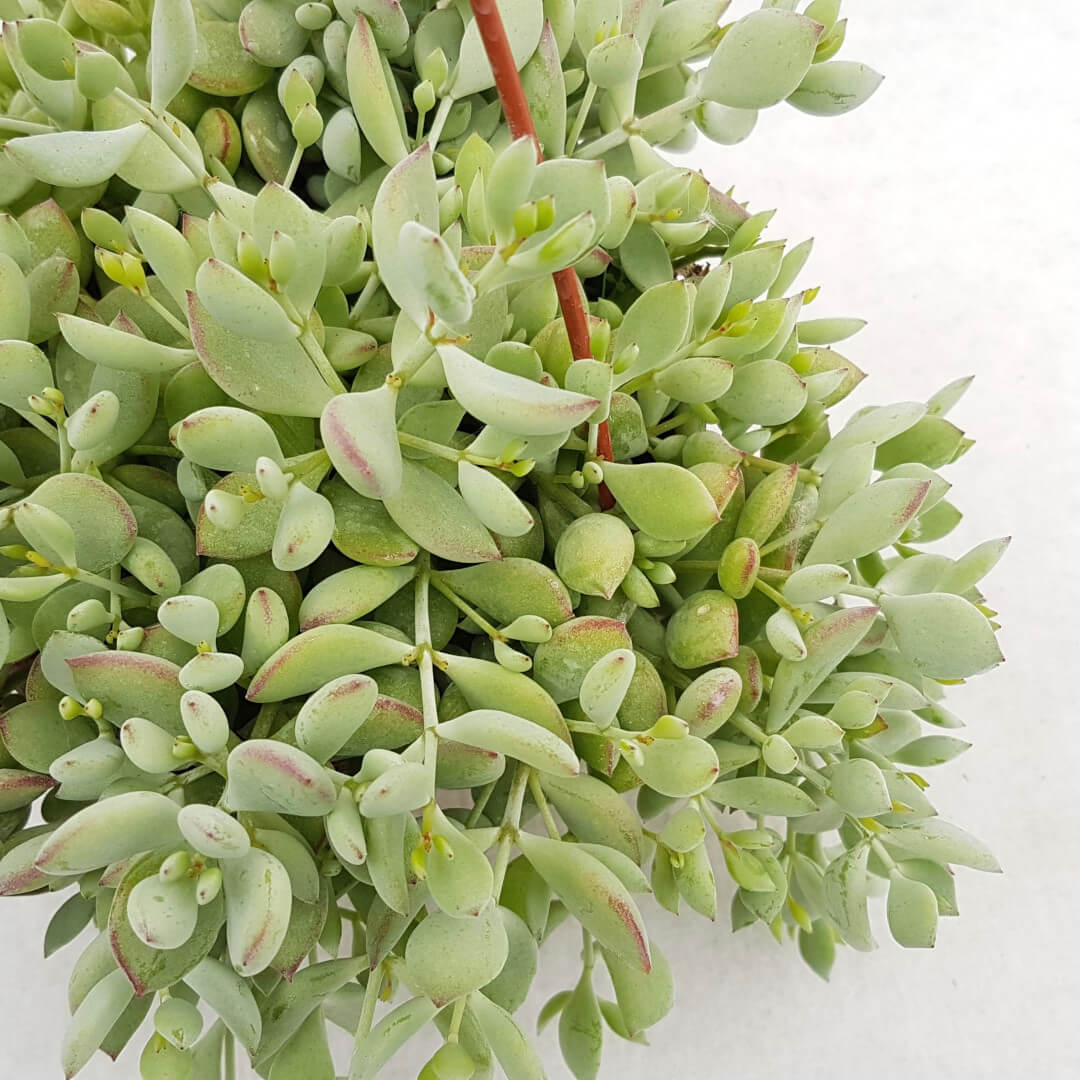 Cotyledon pendens vaso Ø 14 (Piante cadenti)