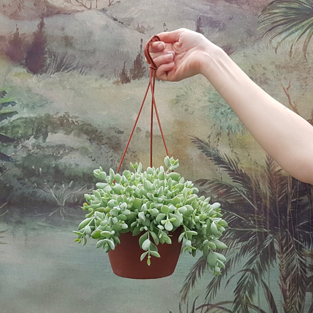 Cotyledon pendens vaso Ø 14 (Piante cadenti)