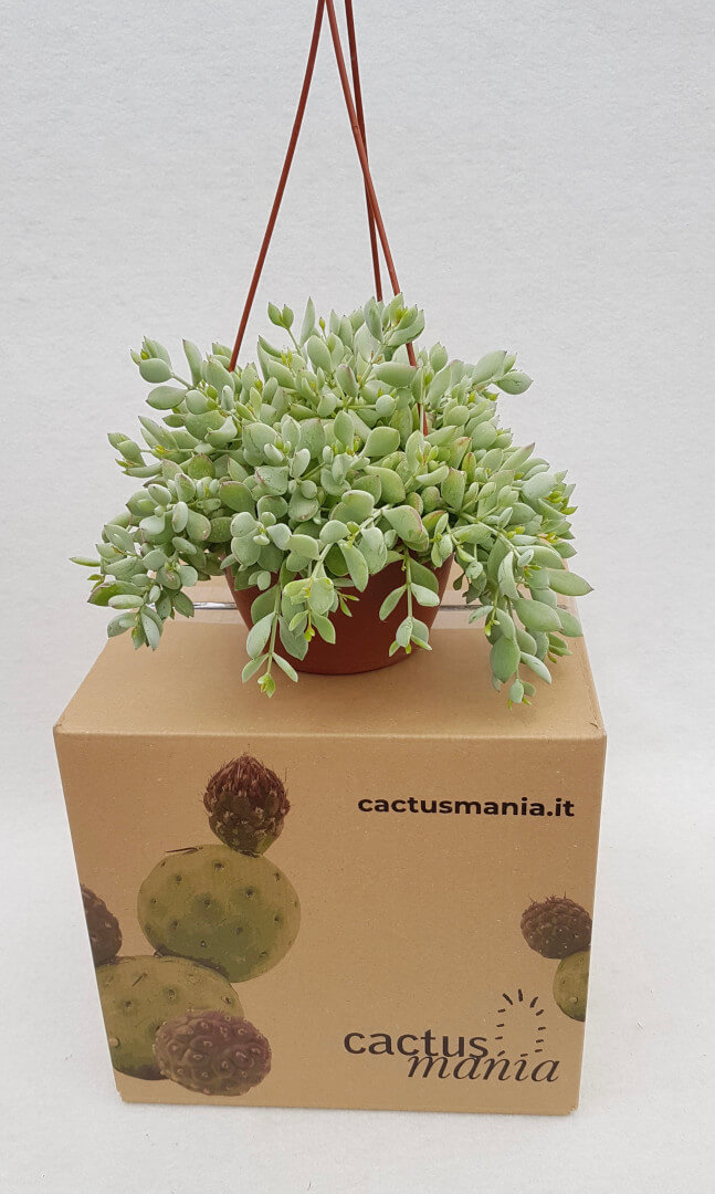 Cotyledon pendens vaso Ø 14 (Piante cadenti)