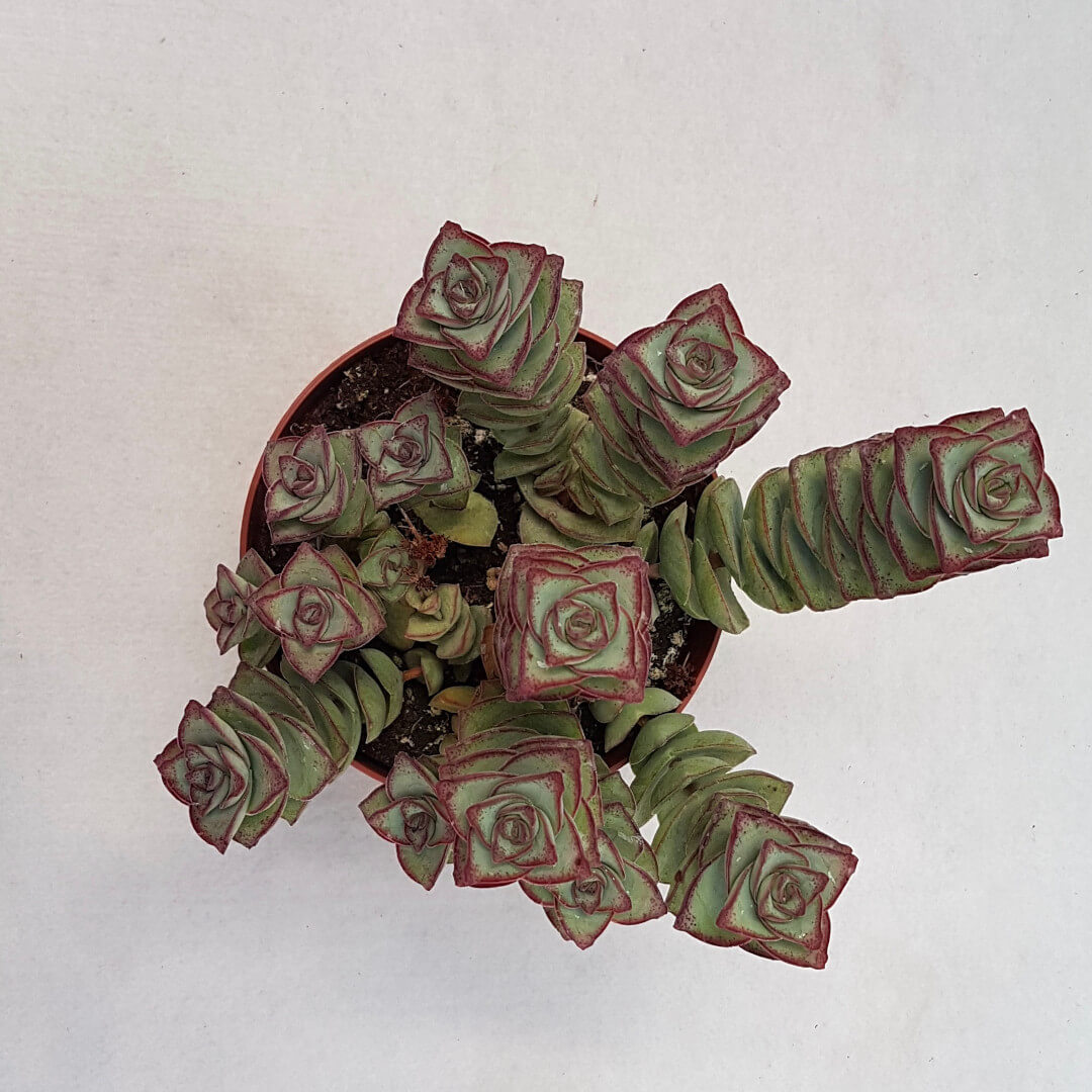 Crassula perfossa vaso Ø 13