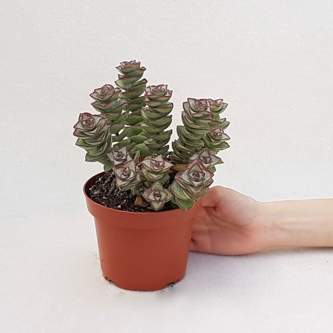 Crassula perfossa vaso Ø 13