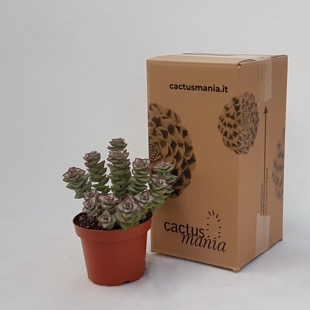 Crassula perfossa vaso Ø 13