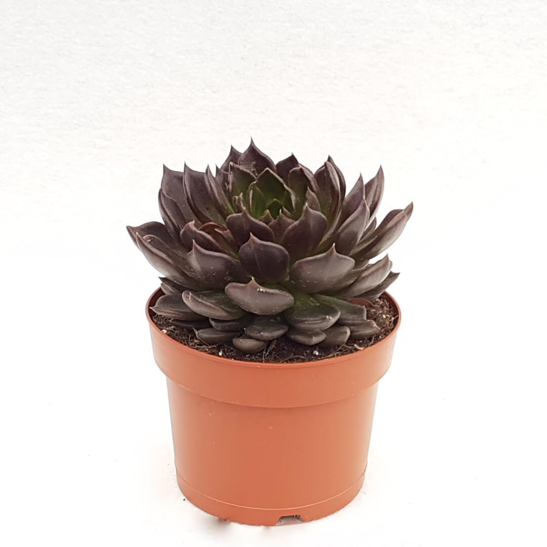 Echeveria Black Prince vaso Ø 17