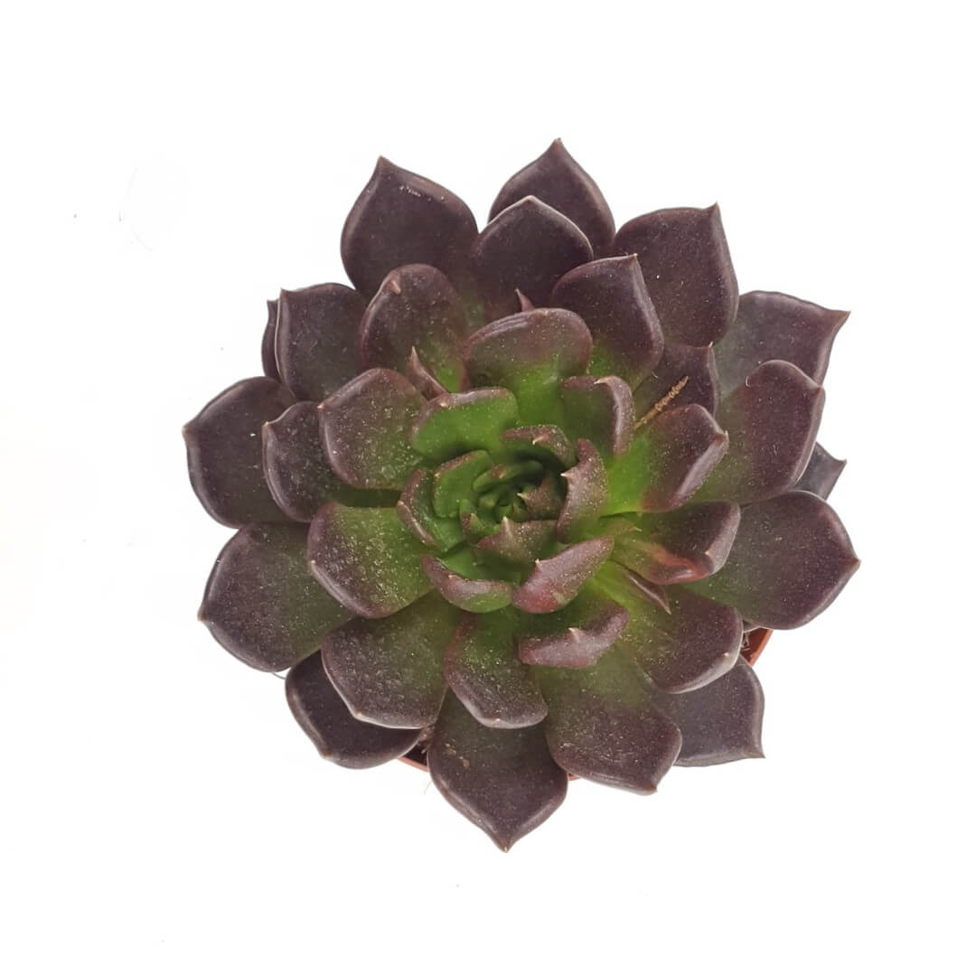 Echeveria Black Prince vaso Ø 17